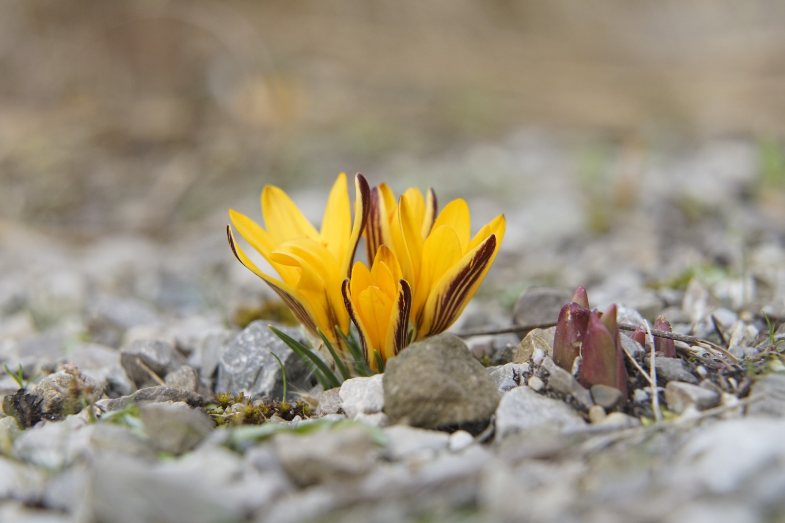 Frühlingsflammen Frühlingsflammen