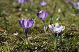 Frühlingsgrüße vom Krokus-Duo Frühlingsgrüße vom Krokus-Duo