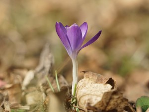 Frühlingsgruß im Laub Frühlingsgruß im Laub