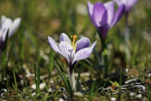 Frühlingsgruß in weiß-lila Frühlingsgruß in weiß-lila