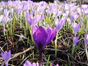 Frühlingskrokuse Frühlingskrokuse