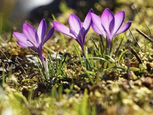 Frühlingsleuchten in lila Frühlingsleuchten in lila