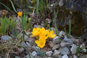 Gelbe Krokusse im Steingarten