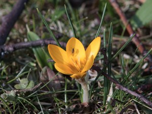 Gelber Krokus mit Besuch Gelber Krokus mit Besuch