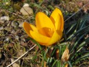 Gelber Krokus solo