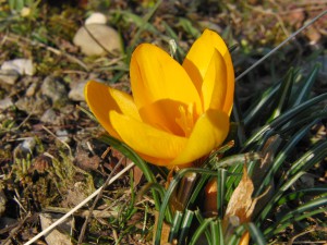 Gelber Krokus solo Gelber Krokus solo