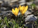 Gelbes Krokus-Duo