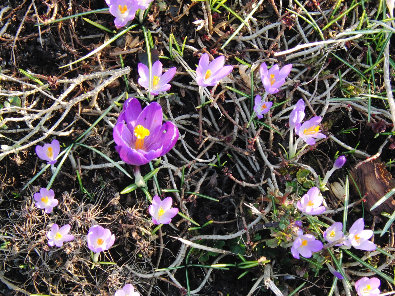 Gosser Krokus bei den kleinen Elfenkrokusse Gosser Krokus bei den kleinen Elfenkrokusse
