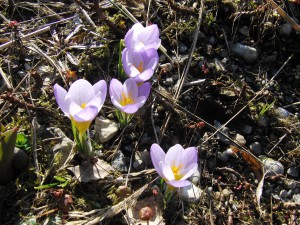 Gruppe kleiner Krokusse Gruppe kleiner Krokusse