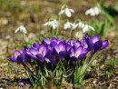 Gruppe von lila Krokussen