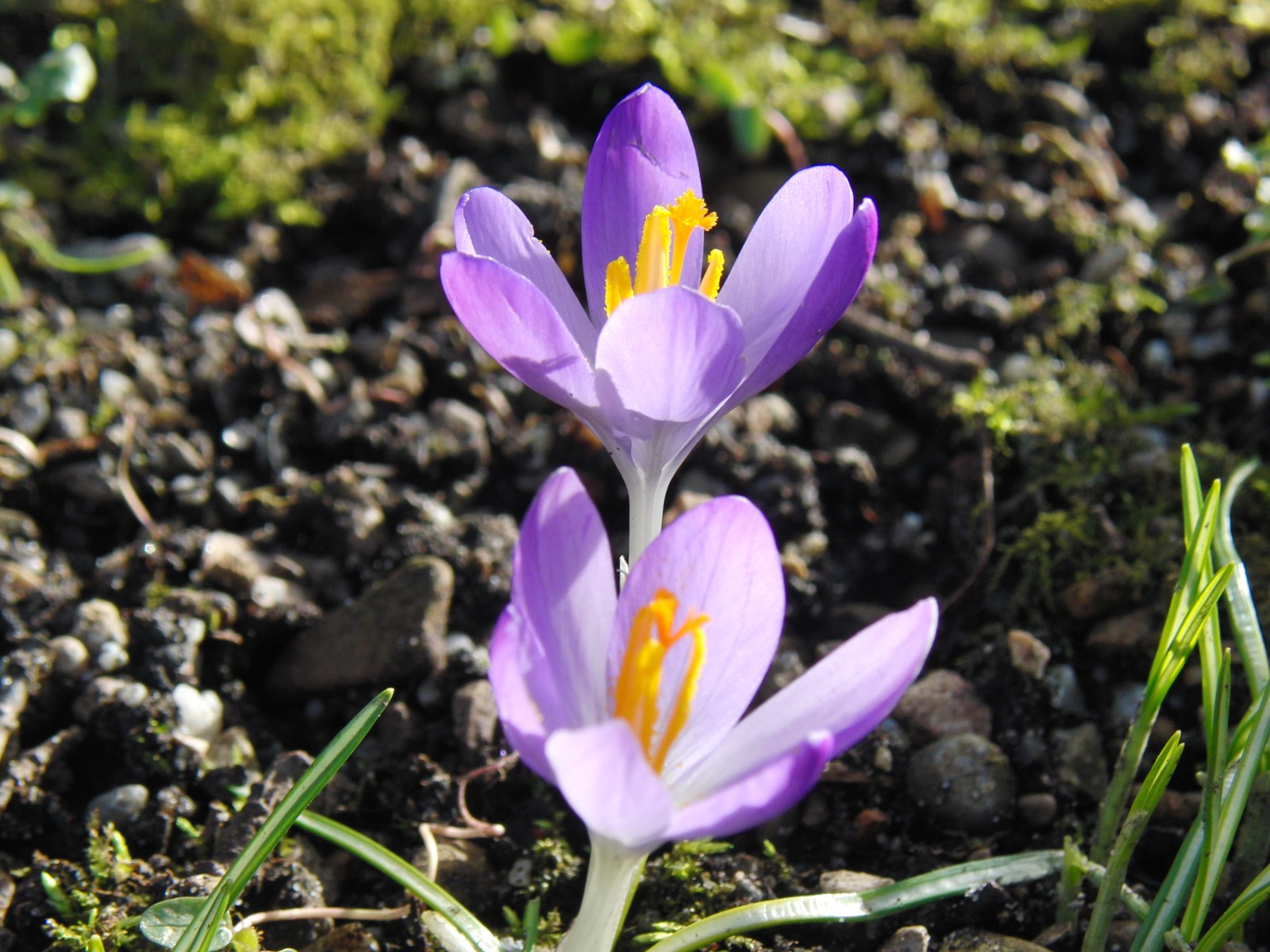 Hell-violettes Krokus-duo Hell-violettes Krokus-duo