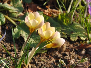 Kleiner Krokus trio Kleiner Krokus trio