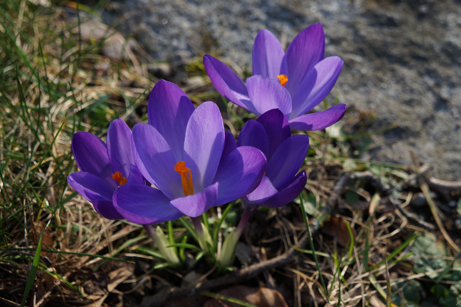 Korkusse Lila Korkusse Lila