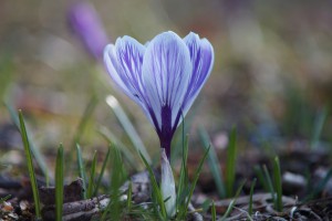 Krokus Krokus