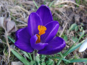 Krokus blaulila Krokus blaulila