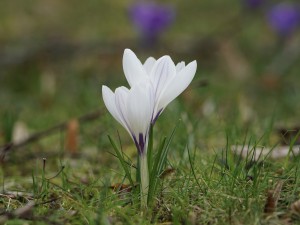 Krokus-Duo im grünen Krokus-Duo im grünen