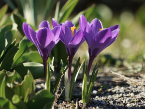 Krokus-Trio in lila Krokus-Trio in lila