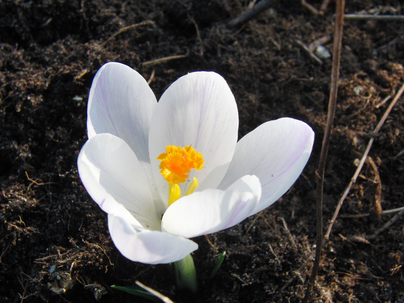 Krokus weiß solo Krokus weiß solo