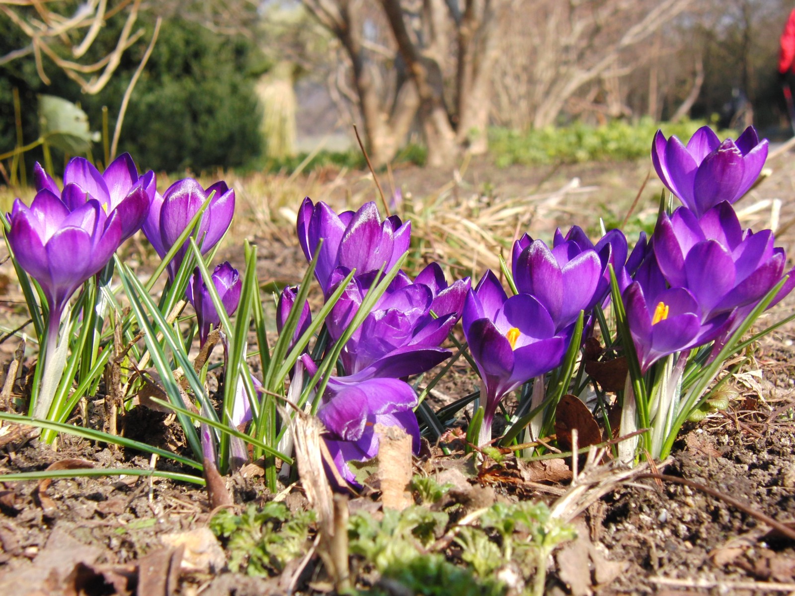 Krokusgruppe lila 1 Krokusgruppe lila 1