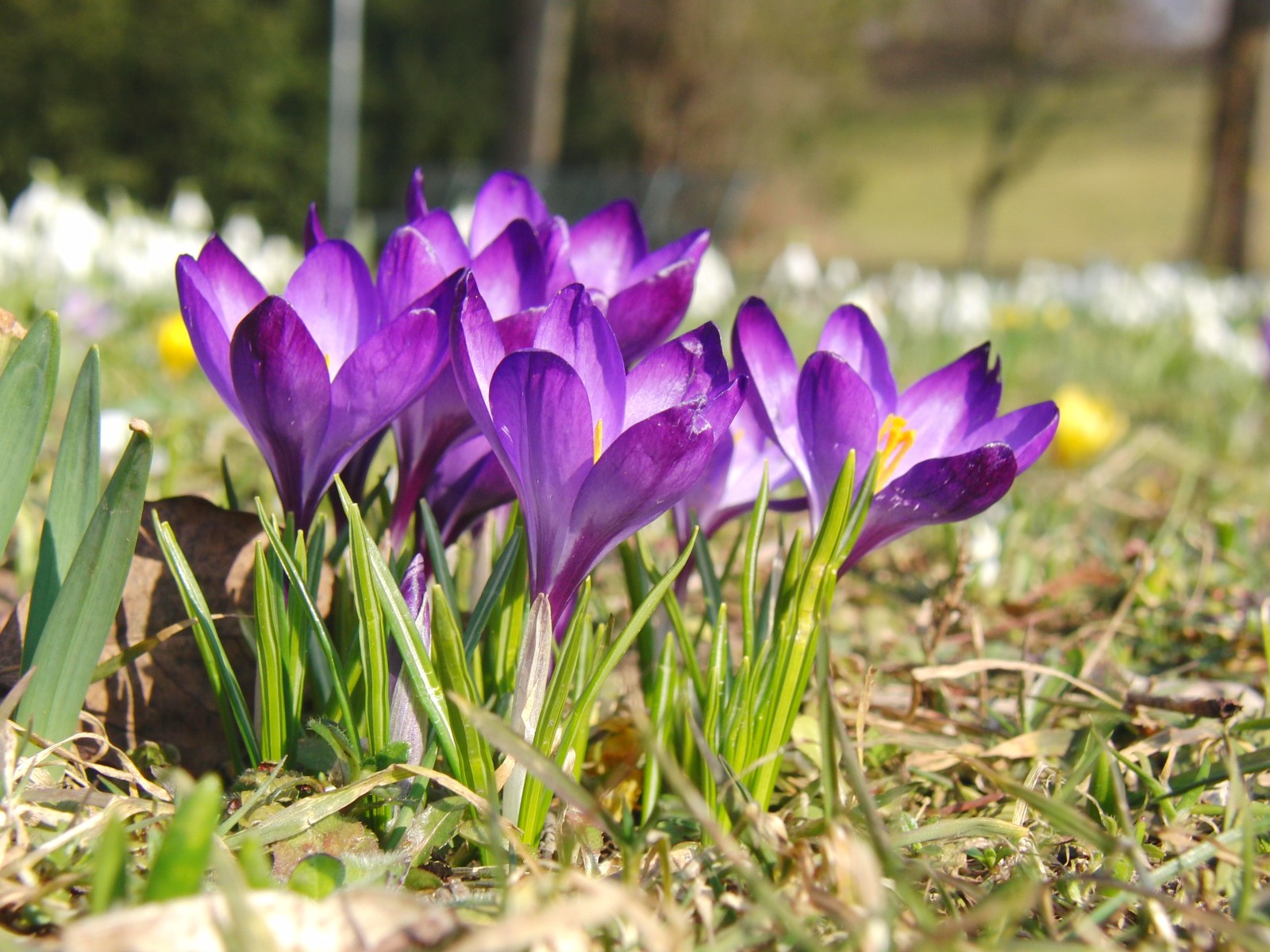 Krokusgruppe lila 2 Krokusgruppe lila 2