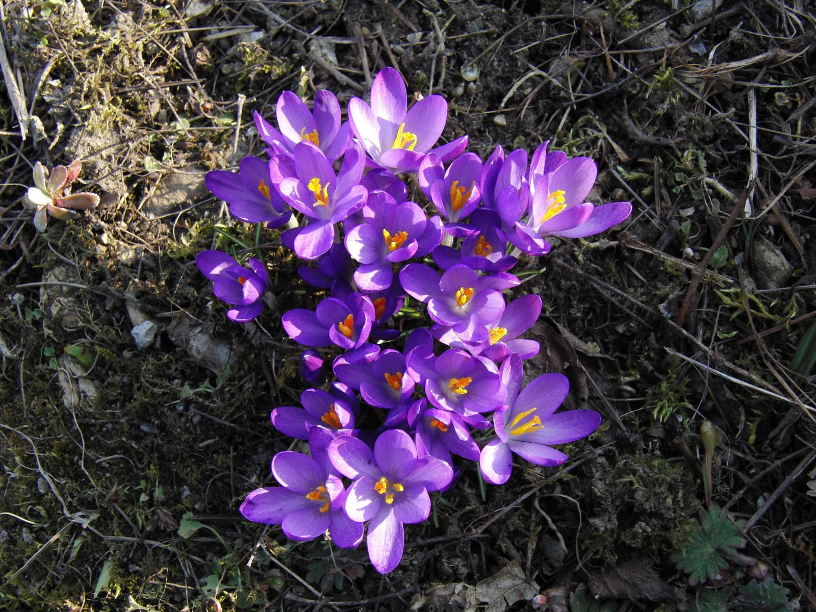 Krokusgruppe lila 3 Krokusgruppe lila 3