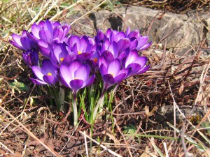 Krokusgruppe lila 5 Krokusgruppe lila 5