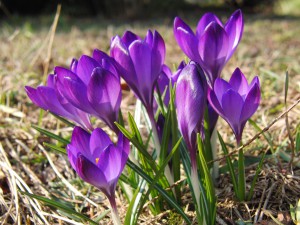 Krokusgruppe lila 6 Krokusgruppe lila 6