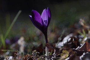 Krokusleuchetn am Frühlingsabend Krokusleuchetn am Frühlingsabend