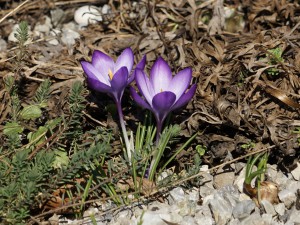 Krokuspaar im Kiesgarten Krokuspaar im Kiesgarten