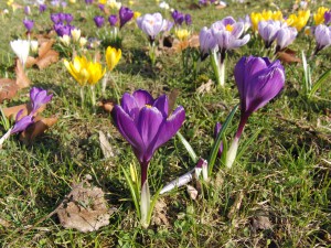 Krokusse auf der Wiese Krokusse auf der Wiese