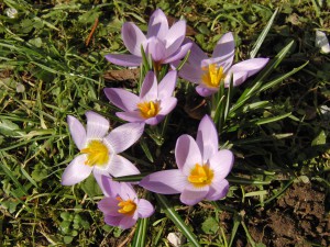 Krokusse blass-violett 1 Krokusse blass-violett 1