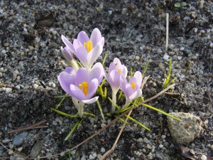 Krokusse blass-violett 2 Krokusse blass-violett 2