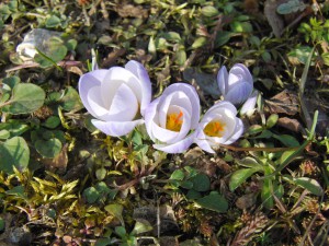 Krokusse blass-violett 3 Krokusse blass-violett 3