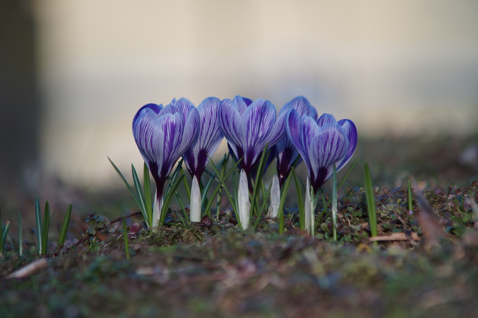 Krokusse-Fünfergruppe Krokusse-Fünfergruppe