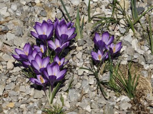 Krokusse im Kiesbeet Krokusse im Kiesbeet