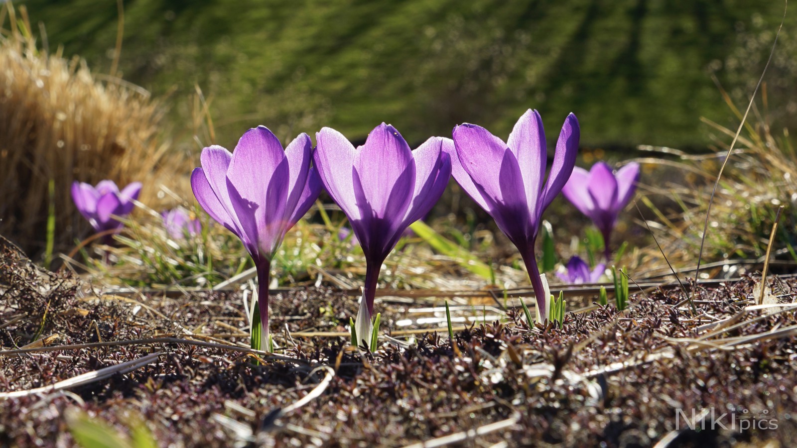 Krokusse in der Frühlingssonne Krokusse in der Frühlingssonne