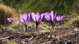 Krokusse in der Frühlingssonne Krokusse in der Frühlingssonne