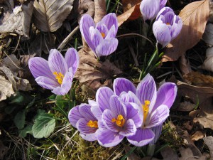 Krokusse Pickwick Krokusse Pickwick