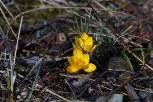 Leuchten der kleinen Divas Leuchten der kleinen Divas