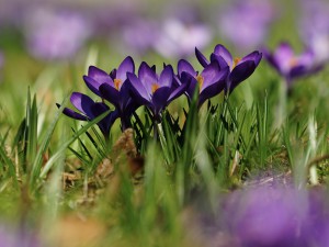 Lila Frühlingsboten Lila Frühlingsboten