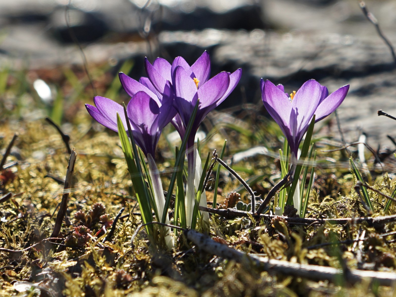 Lila Frühlingsleuchten Lila Frühlingsleuchten