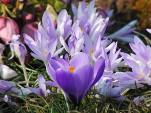 Lila Frühlinskrokus Lila Frühlinskrokus