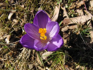 Lila Krokus 1 Lila Krokus 1