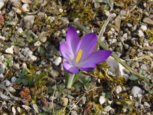 Lila Krokus 2 Lila Krokus 2