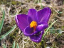 Lila Krokus 3