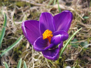 Lila Krokus 3 Lila Krokus 3