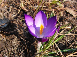 Lila Krokus 4 Lila Krokus 4