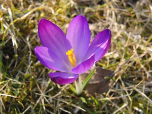 Lila Krokus 5 Lila Krokus 5