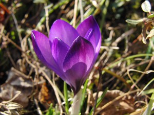 Lila Krokus 6 Lila Krokus 6