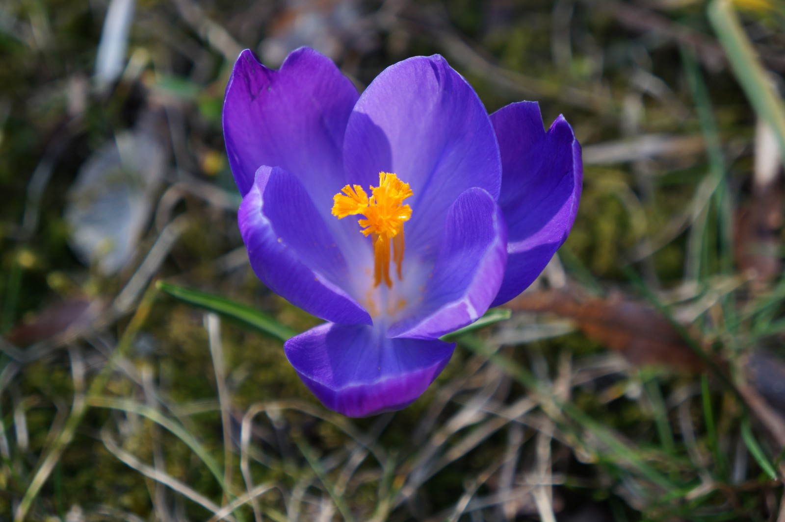 Lila Krokus 7 Lila Krokus 7